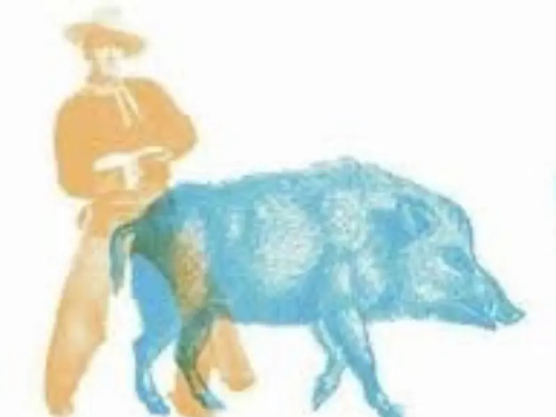 The point of view of the wild boars in Giordano Meacci's novel 